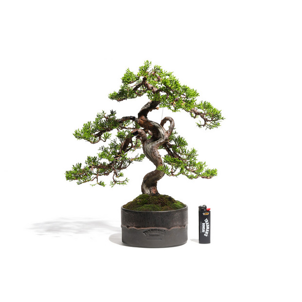 真柏　-Japanese Juniper-　（推定樹齢30年）-M0020- 詳細画像
